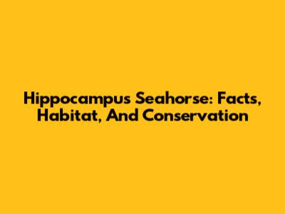 Hippocampus Seahorse: Facts, Habitat, And Conservation