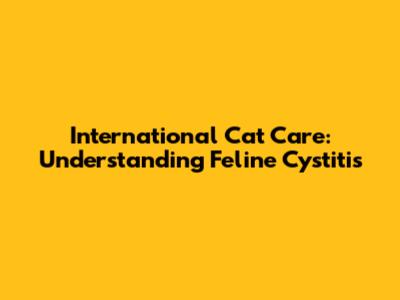 International Cat Care: Understanding Feline Cystitis