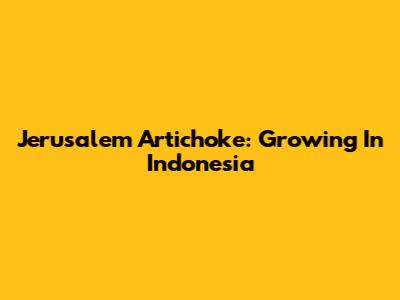 Jerusalem Artichoke: Growing In Indonesia