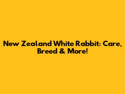 New Zealand White Rabbit: Care, Breed & More!