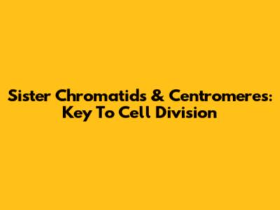 Sister Chromatids & Centromeres: Key To Cell Division